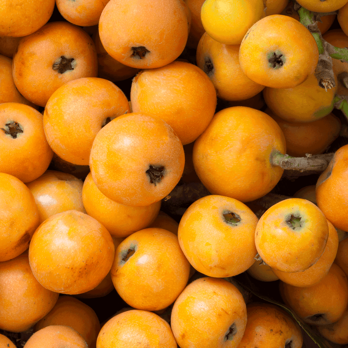 Japanese Loquat - Cheeky Garden