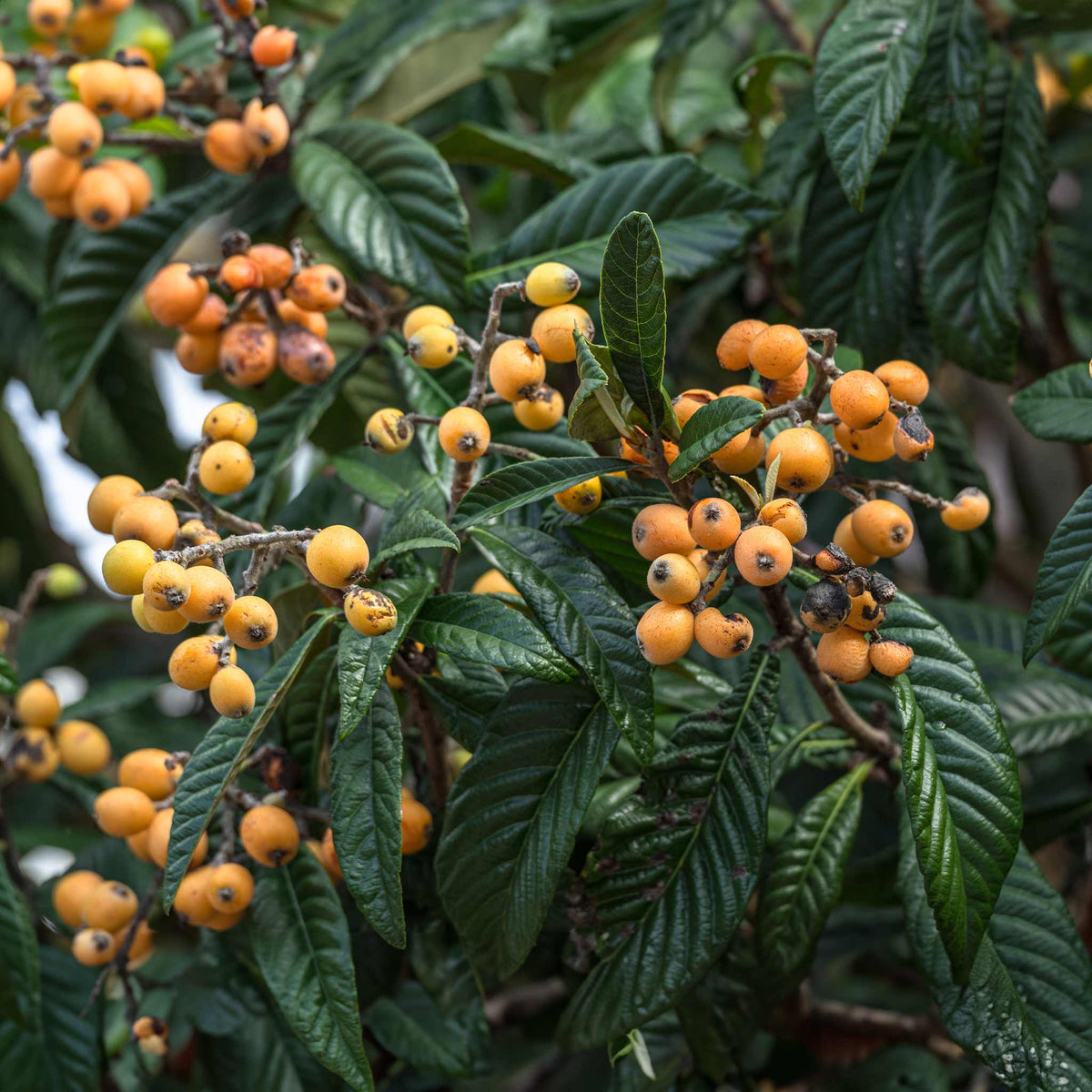 Japanese Loquat - Cheeky Garden