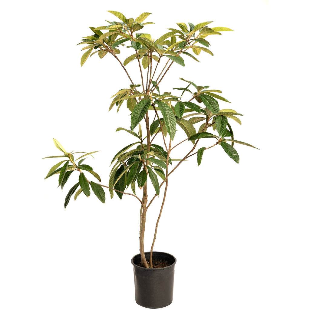 Japanese Loquat - Cheeky Garden