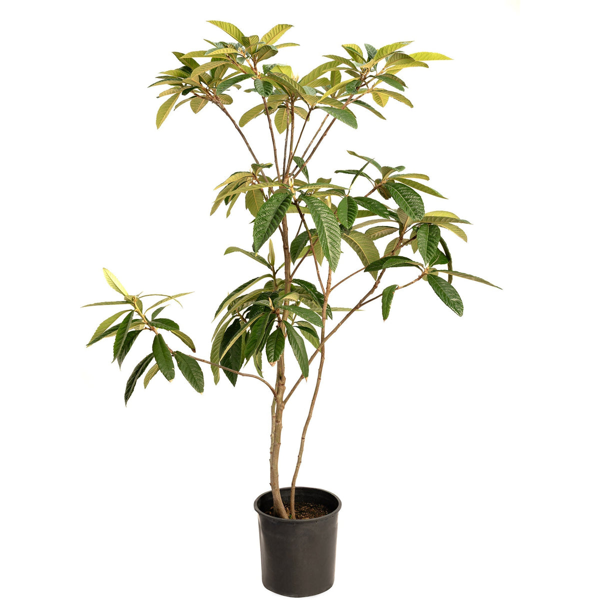 Japanese Loquat - Cheeky Garden