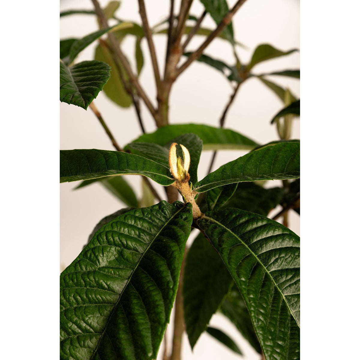 Japanese Loquat - Cheeky Garden