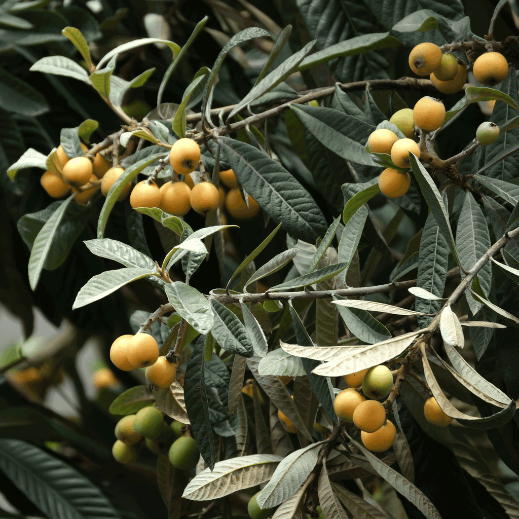 Japanese Loquat - Cheeky Garden