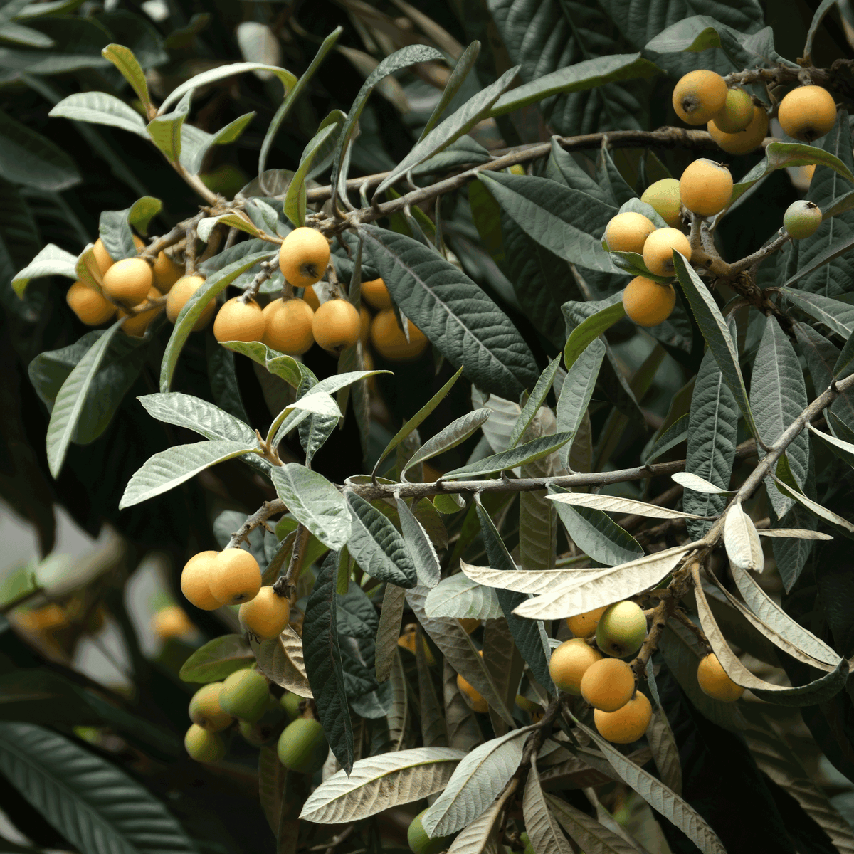 Japanese Loquat - Cheeky Garden
