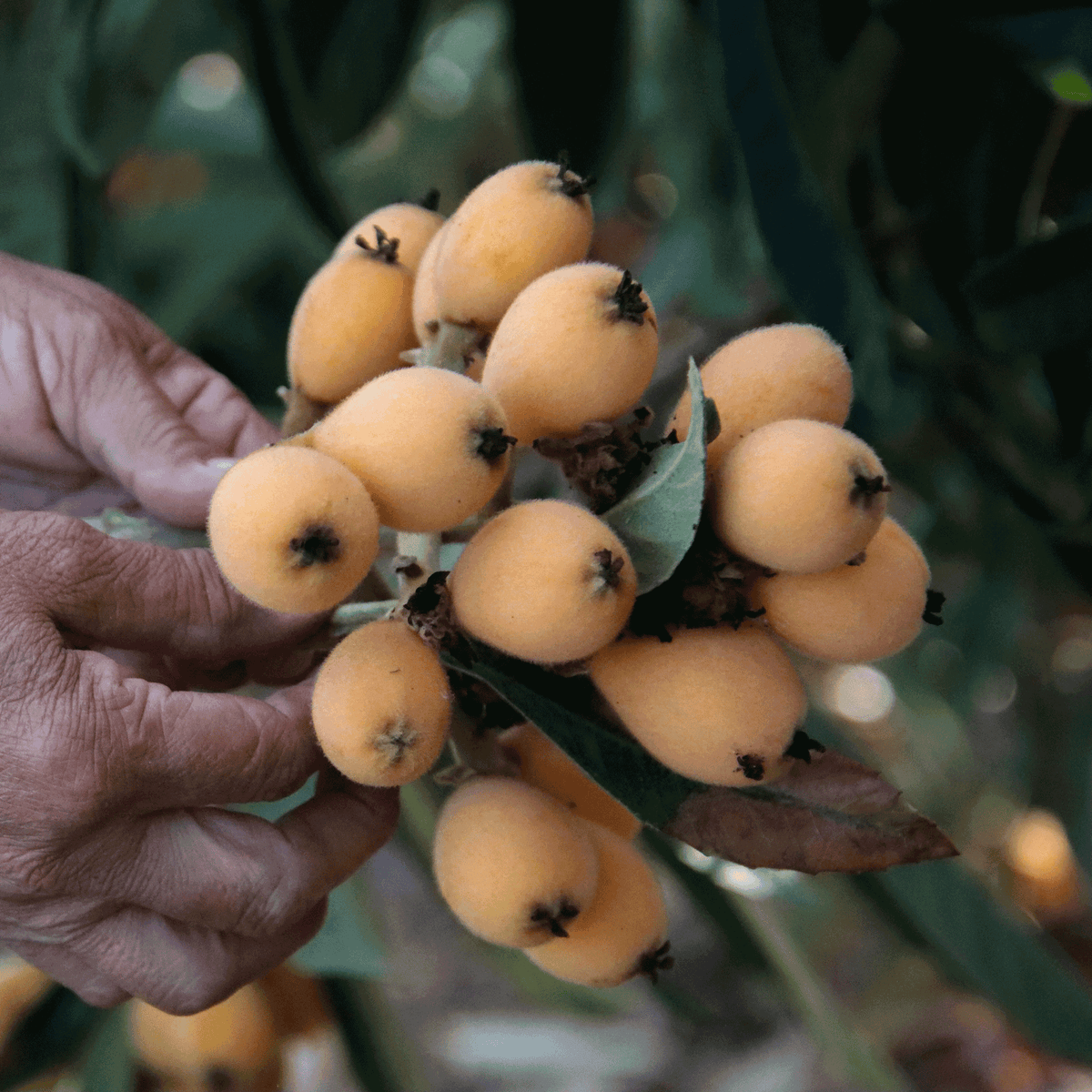 Japanese Loquat - Cheeky Garden