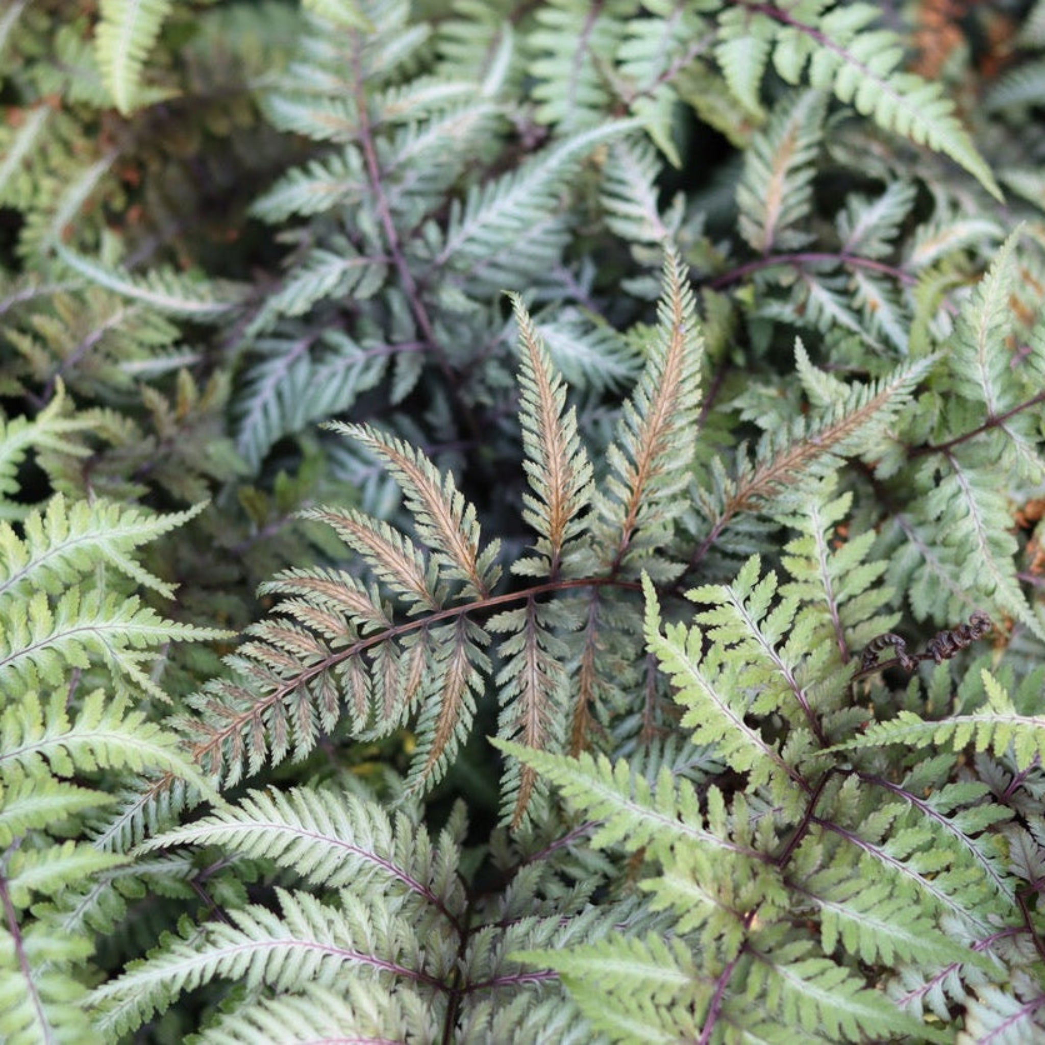 Japanese Painted Fern - Cheeky Garden