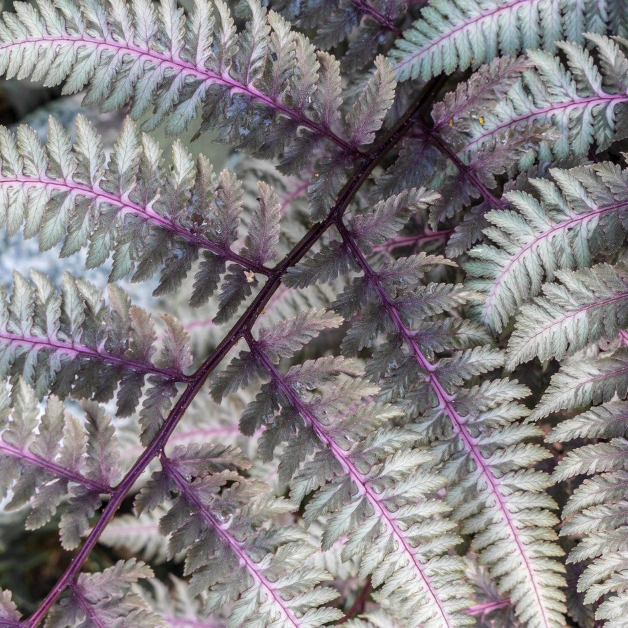 Japanese Painted Fern - Cheeky Garden