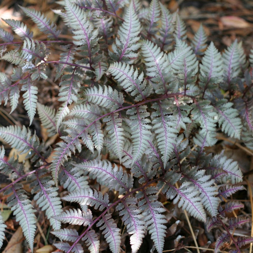 Japanese Painted Fern - Cheeky Garden