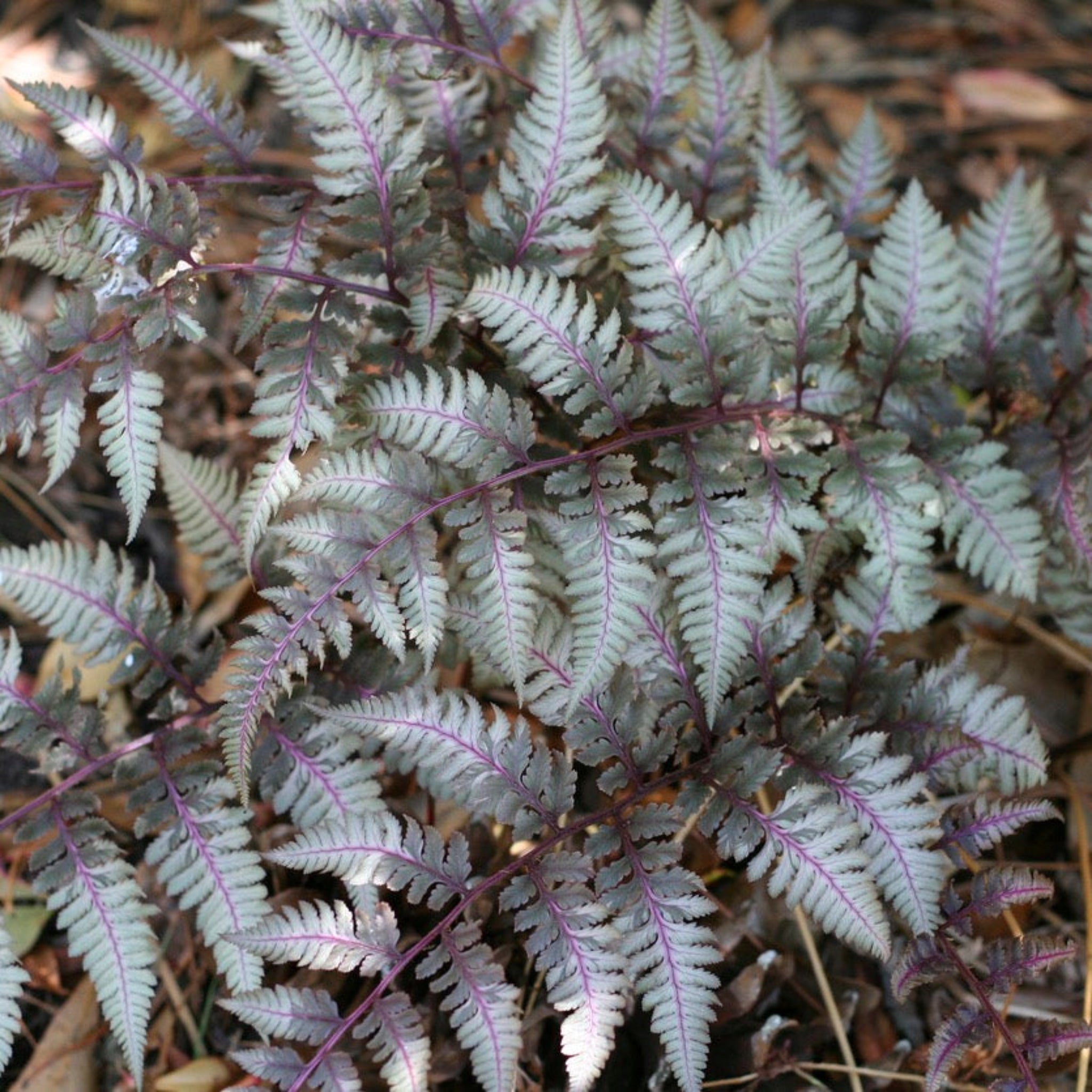 Japanese Painted Fern - Cheeky Garden