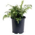 Japanese Painted Fern - Cheeky Garden
