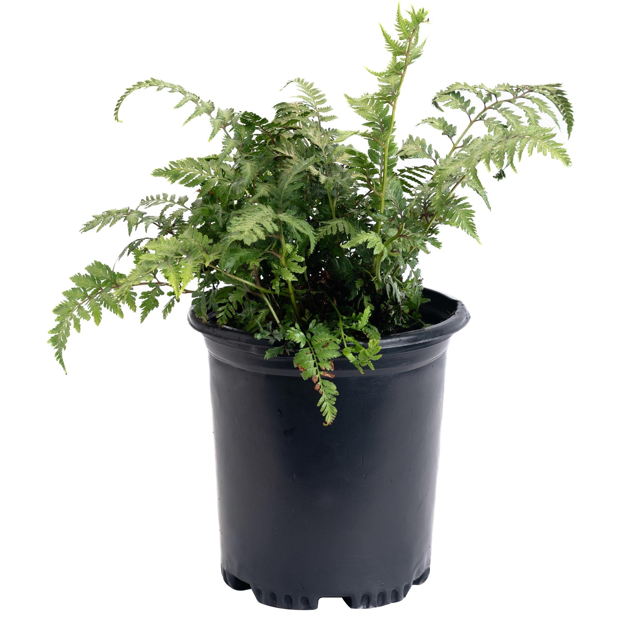 Japanese Painted Fern - Cheeky Garden