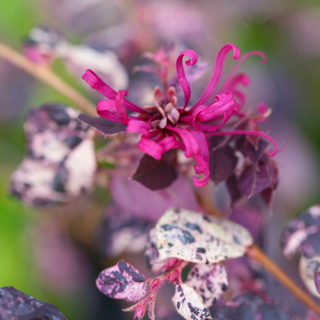 Jazz Hands Variegated® Loropetalum - Cheeky Garden