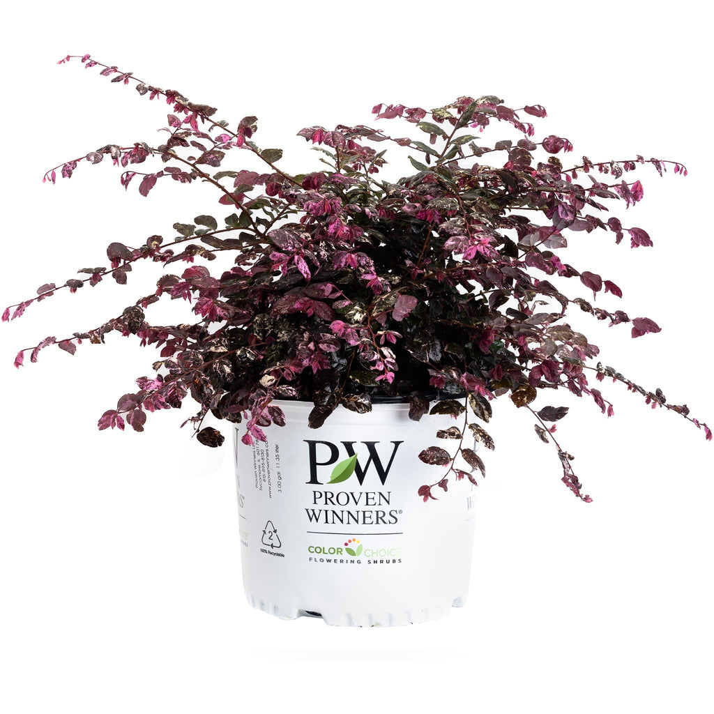Jazz Hands Variegated® Loropetalum - Cheeky Garden