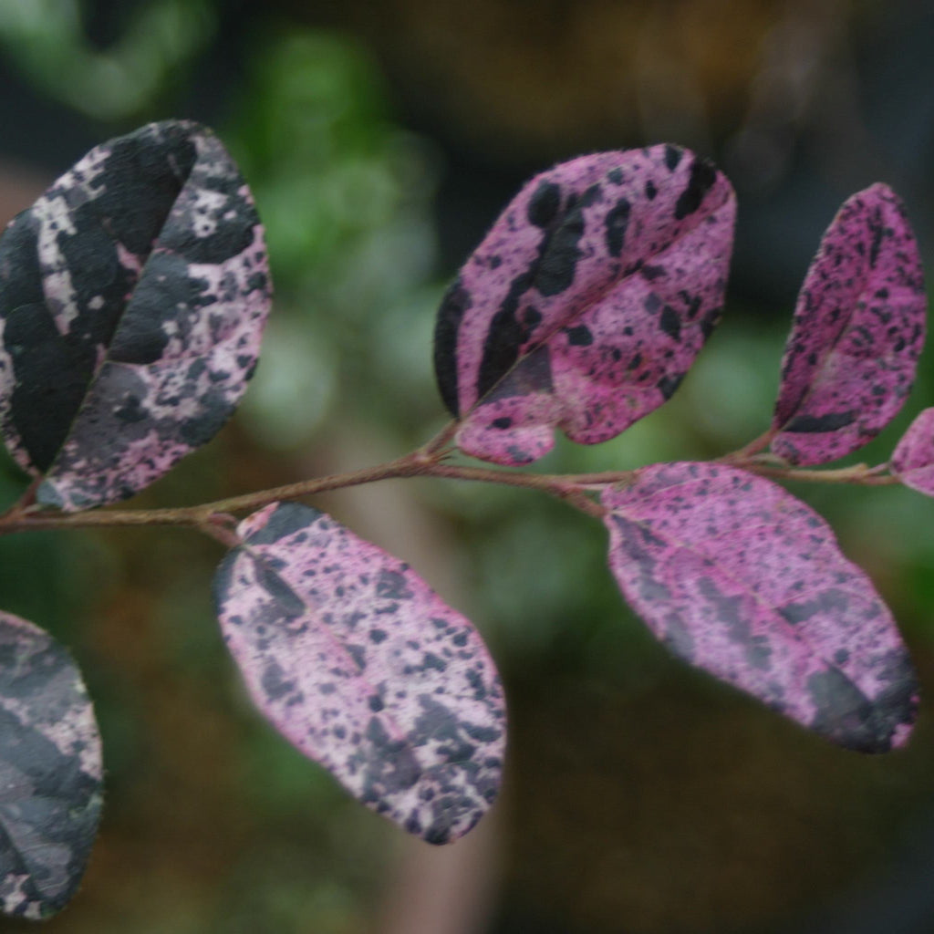 Jazz Hands Variegated® Loropetalum - Cheeky Garden