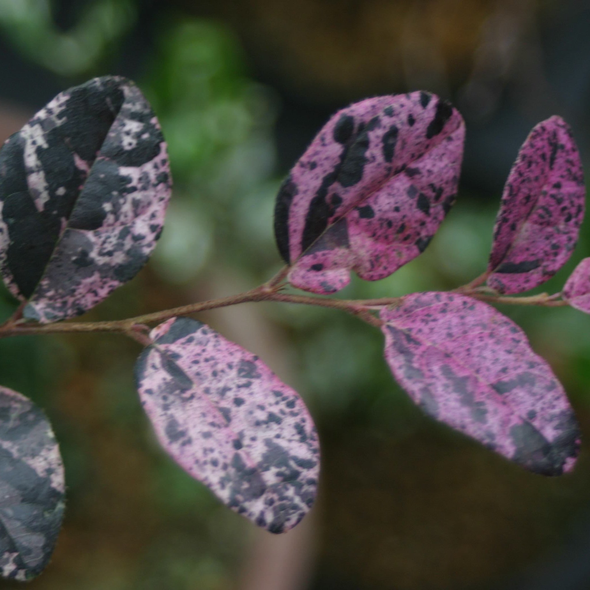 Jazz Hands Variegated® Loropetalum - Cheeky Garden