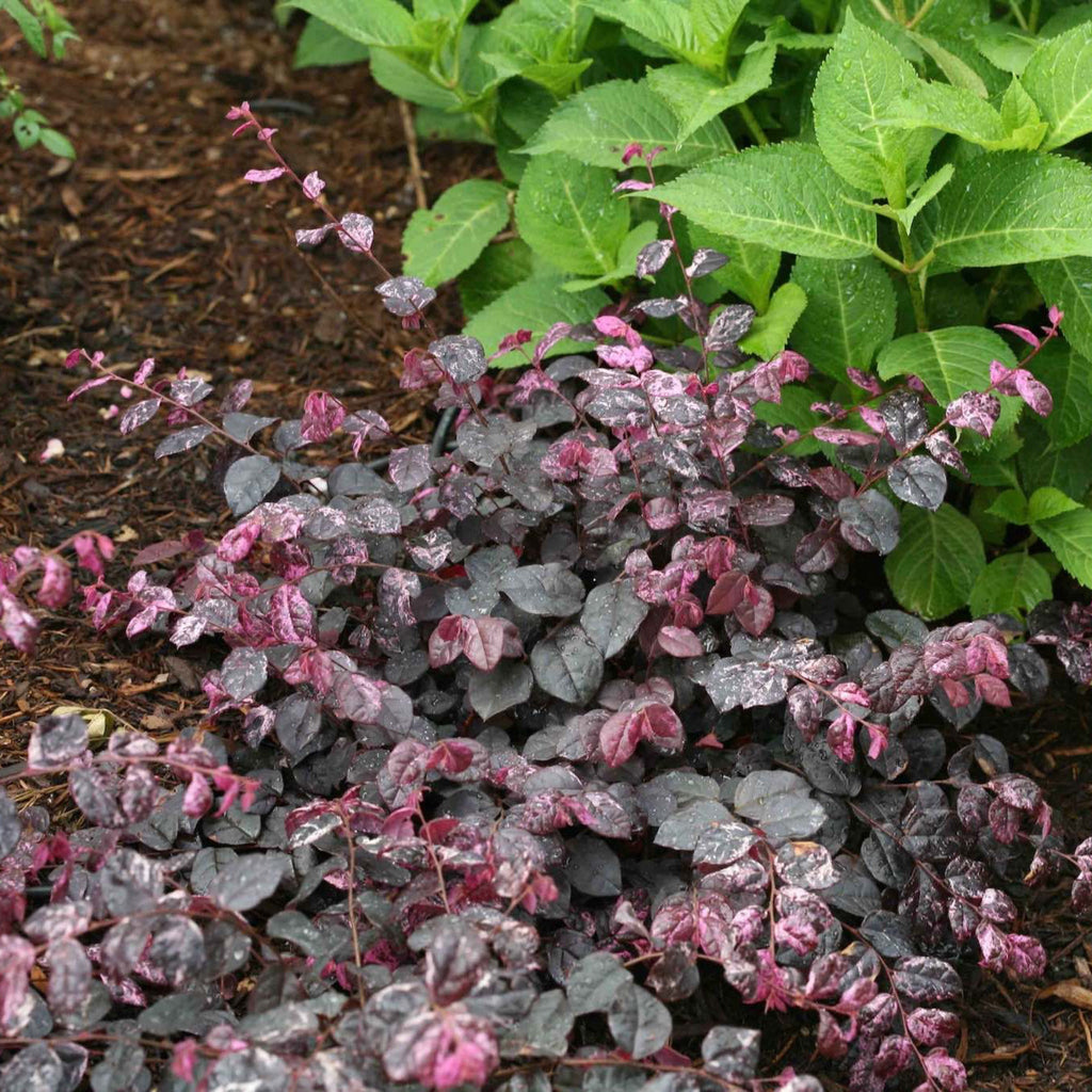 Jazz Hands Variegated® Loropetalum - Cheeky Garden