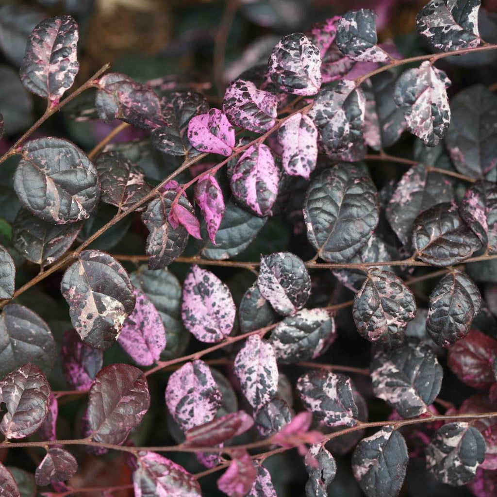 Jazz Hands Variegated® Loropetalum - Cheeky Garden