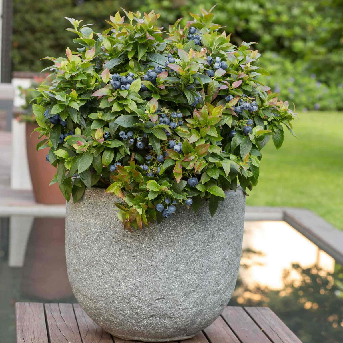 Jelly Bean® Blueberry - Cheeky Garden