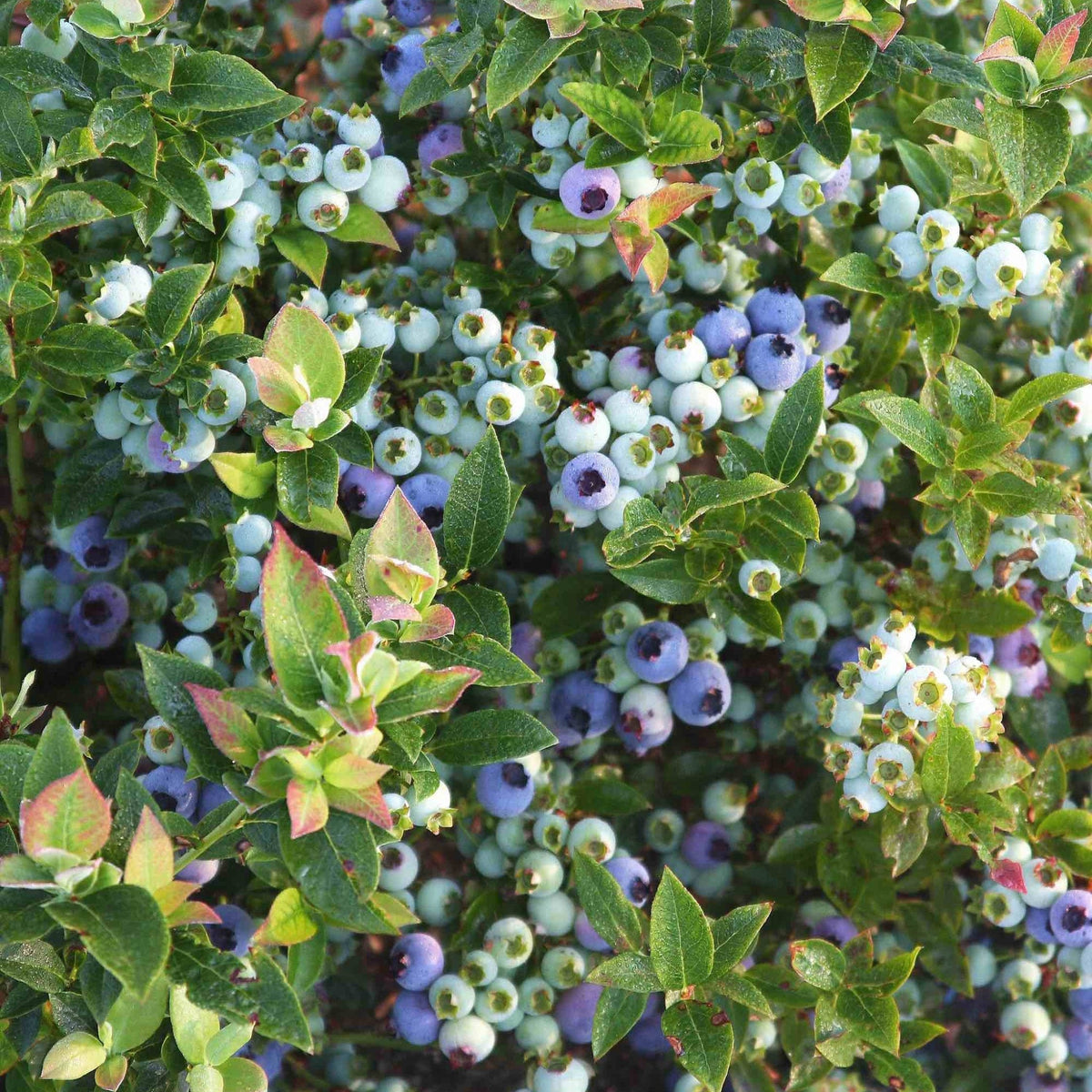 Jelly Bean® Blueberry - Cheeky Garden