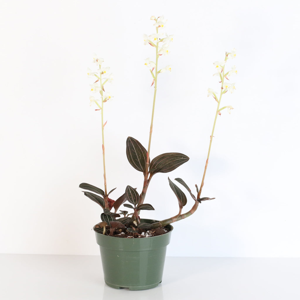 Jewel Orchid (Ludisia discolor) - Cheeky Garden