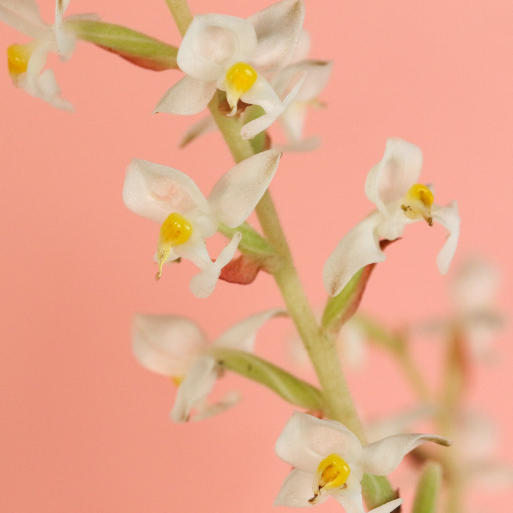 Jewel Orchid (Ludisia discolor) - Cheeky Garden
