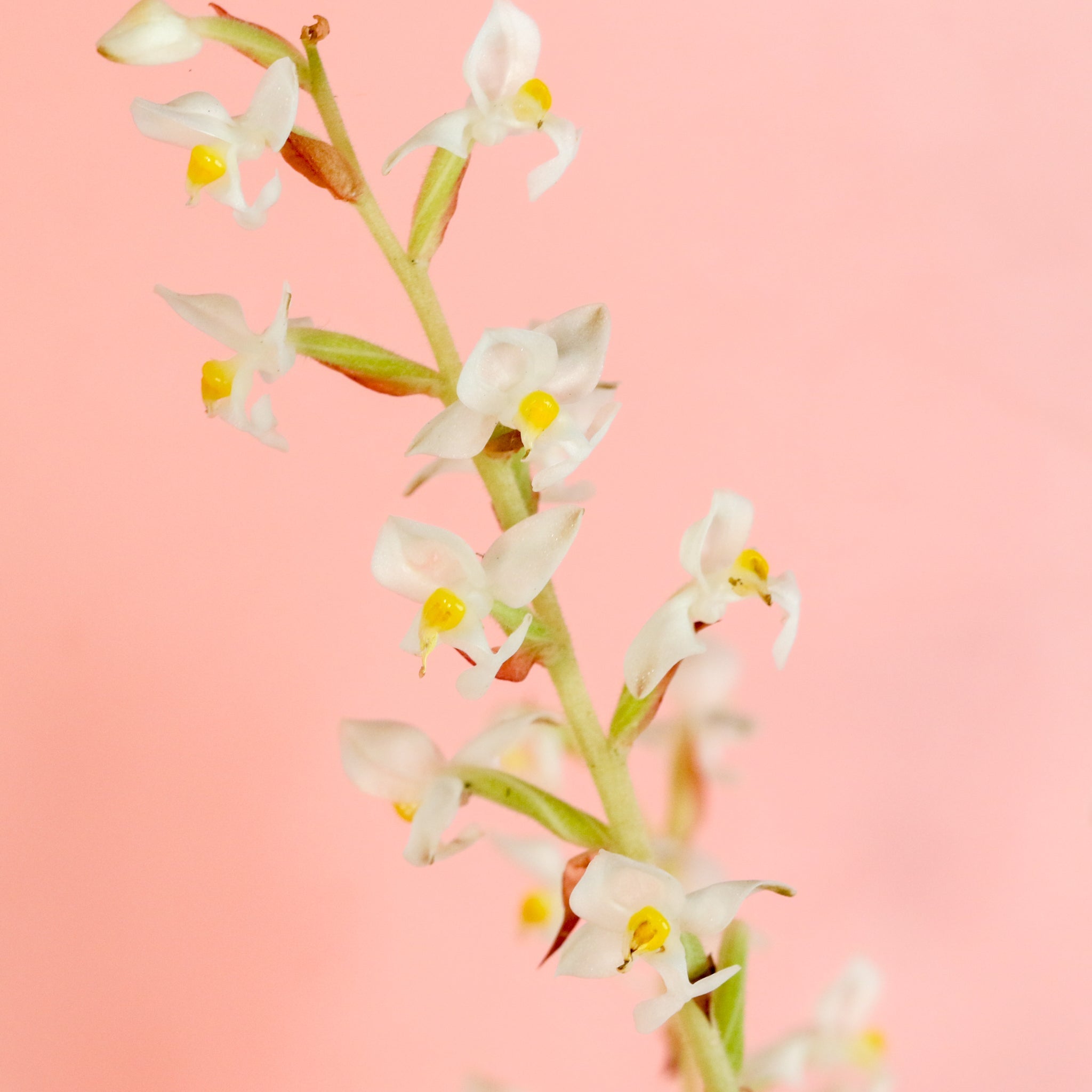 Jewel Orchid (Ludisia discolor) - Cheeky Garden