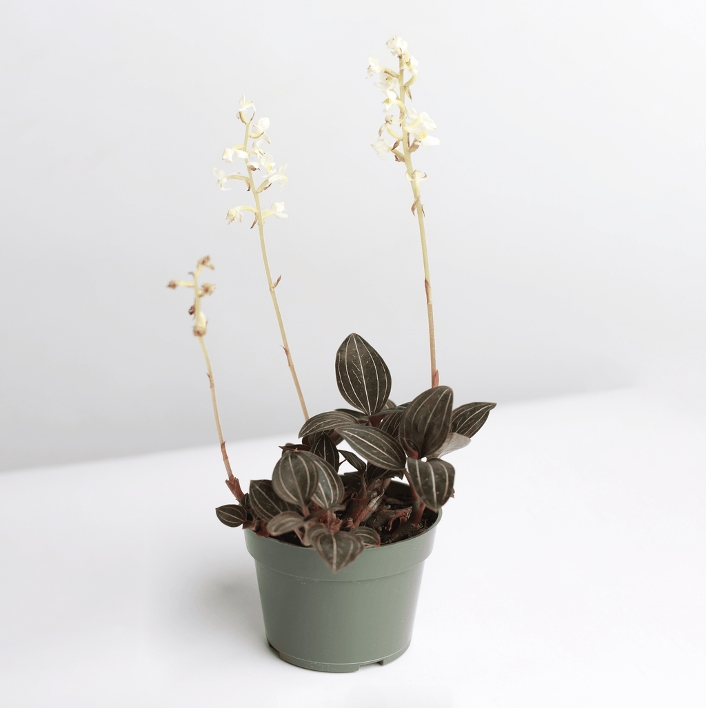 Jewel Orchid (Ludisia discolor) - Cheeky Garden