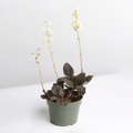 Jewel Orchid (Ludisia discolor) - Cheeky Garden