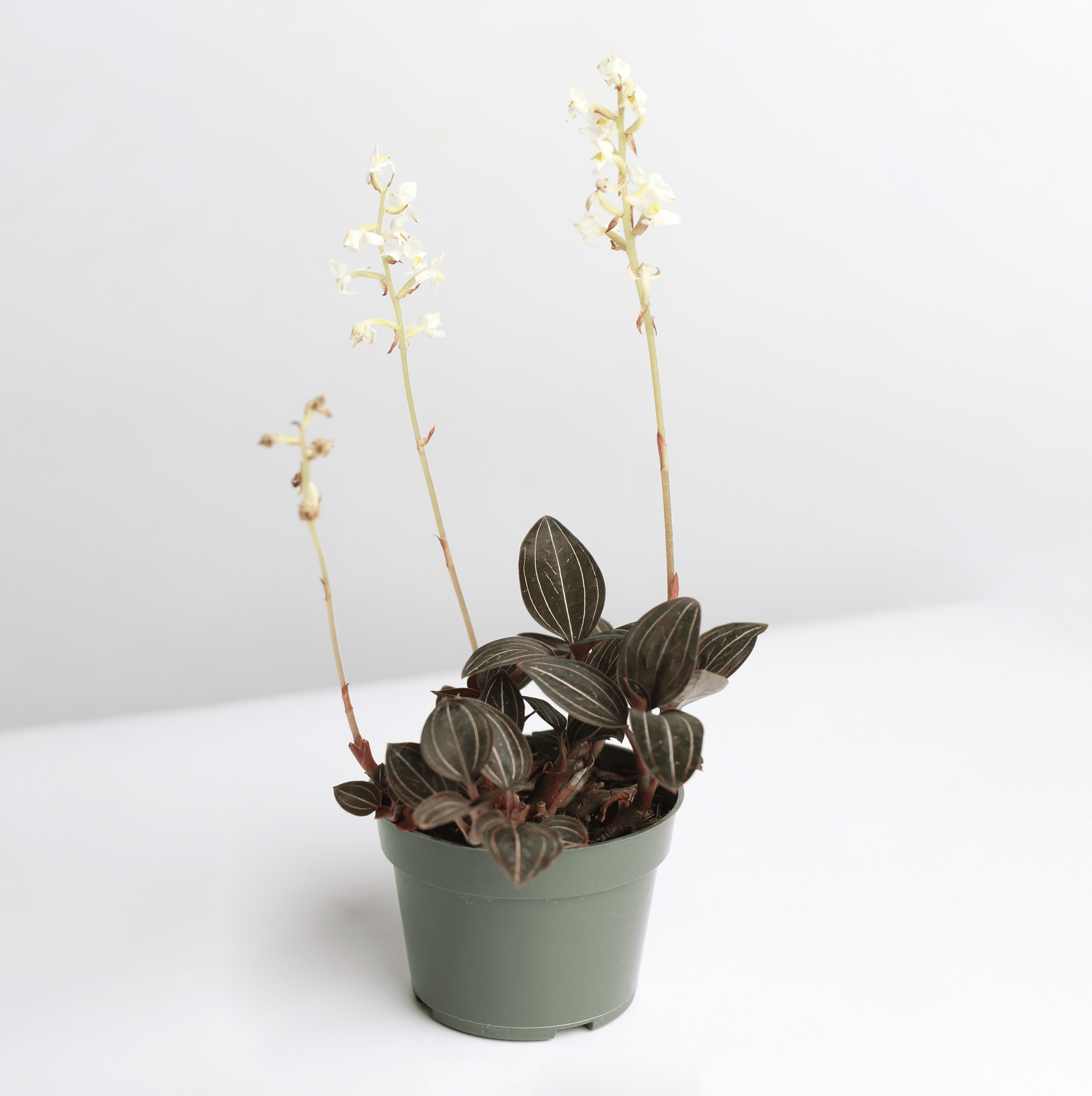 Jewel Orchid (Ludisia discolor) - Cheeky Garden