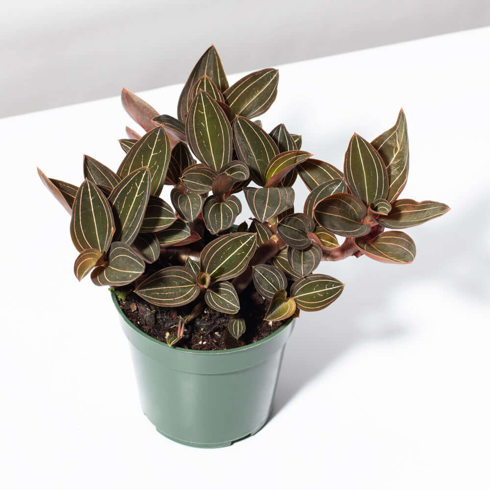 Jewel Orchid (Ludisia discolor) - Cheeky Garden