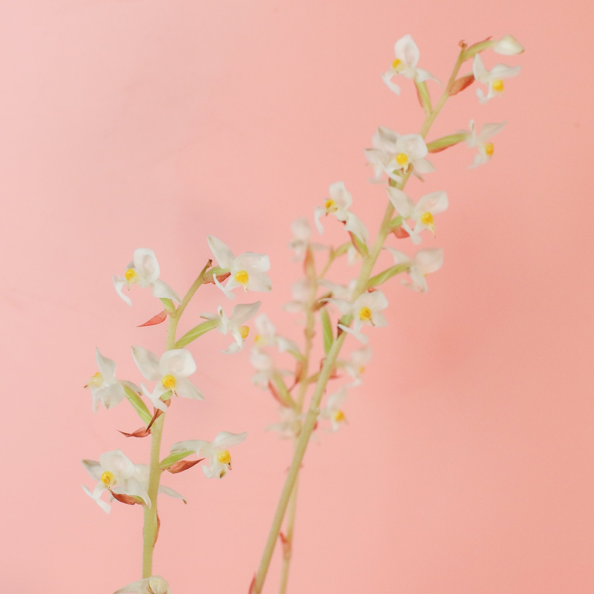 Jewel Orchid (Ludisia discolor) - Cheeky Garden