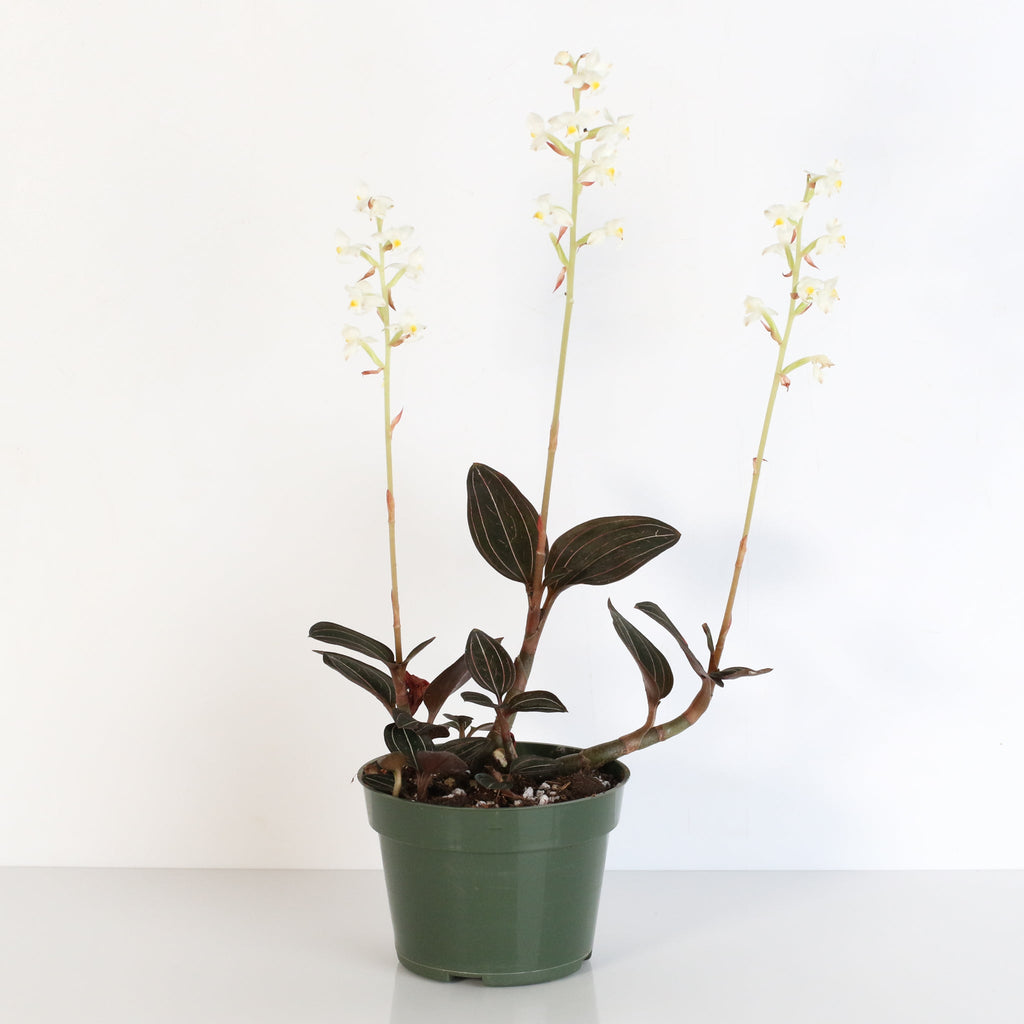 Jewel Orchid (Ludisia discolor) - Cheeky Garden