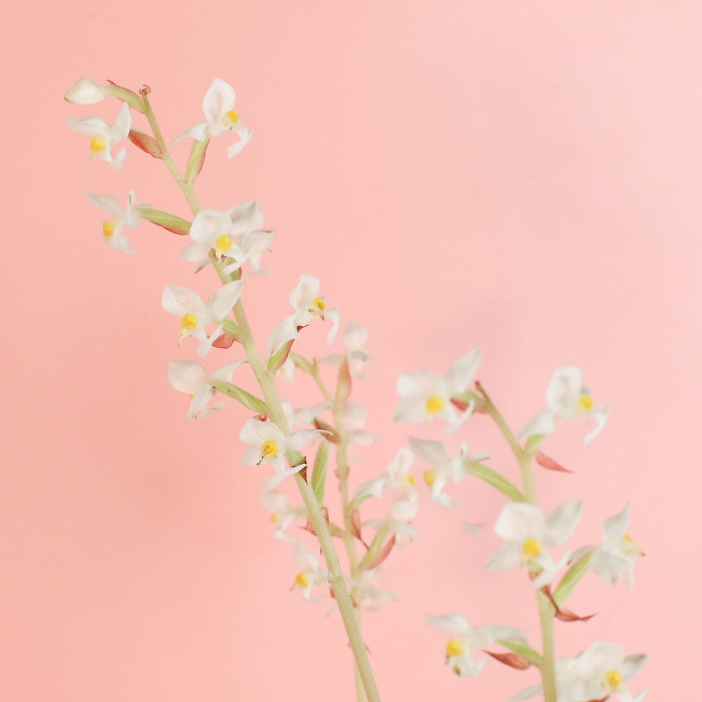 Jewel Orchid (Ludisia discolor) - Cheeky Garden