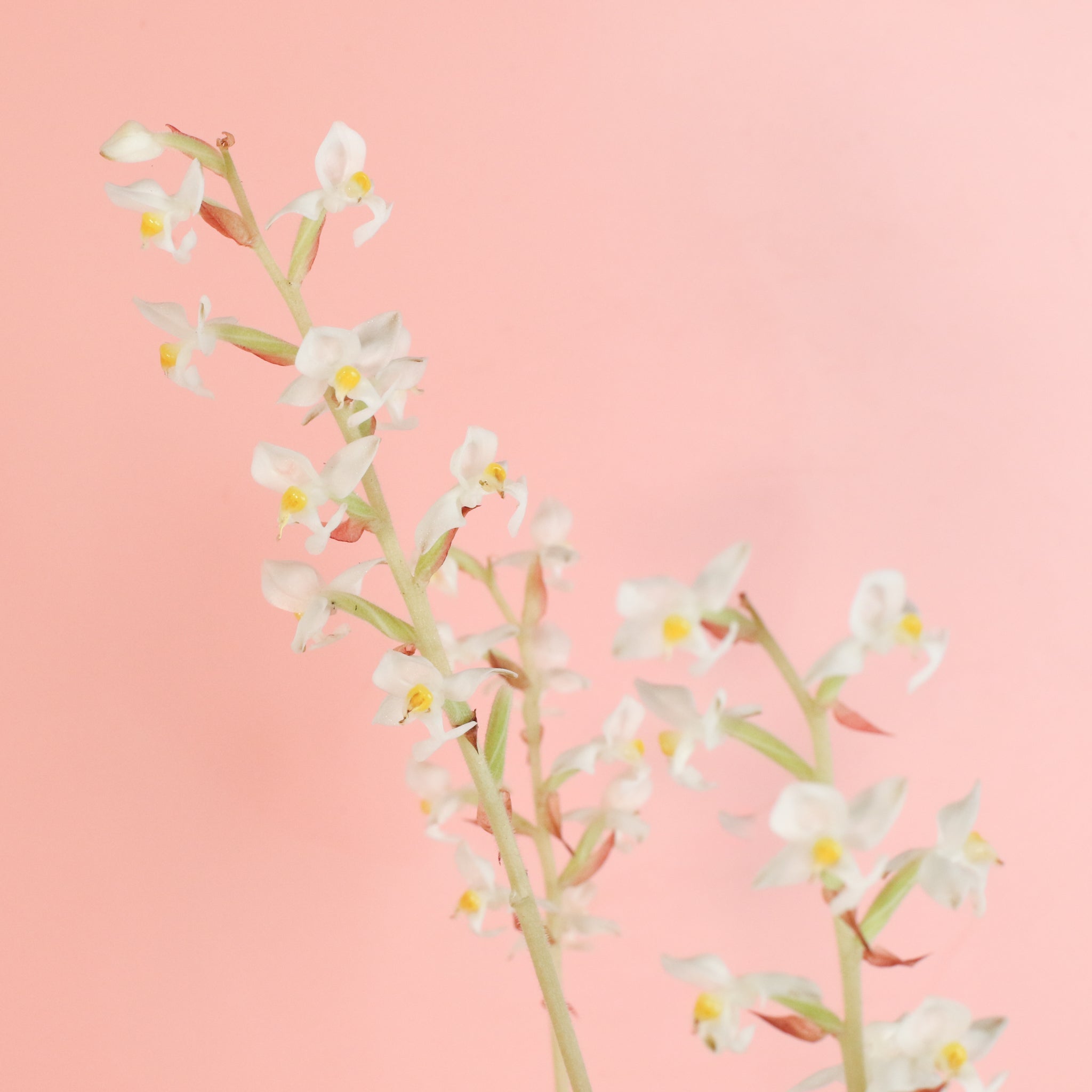 Jewel Orchid (Ludisia discolor) - Cheeky Garden