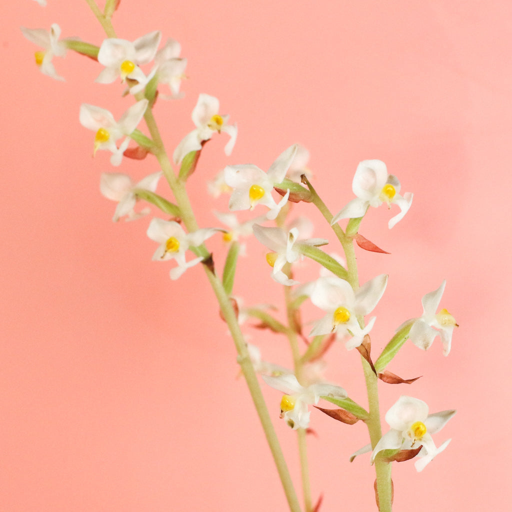 Jewel Orchid (Ludisia discolor) - Cheeky Garden