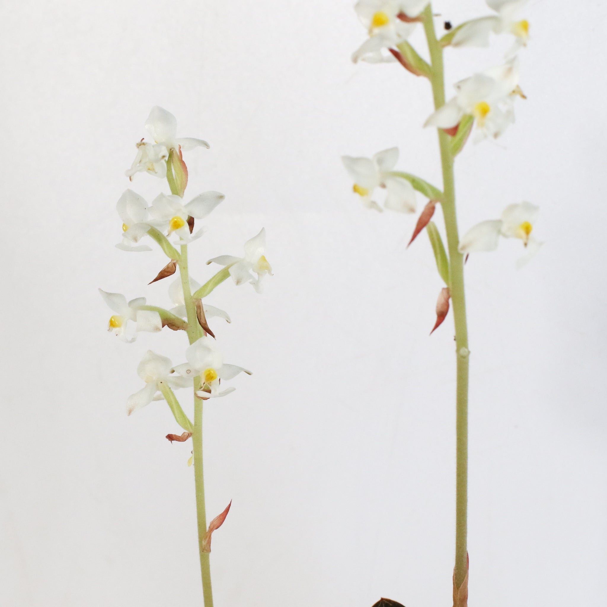 Jewel Orchid (Ludisia discolor) - Cheeky Garden