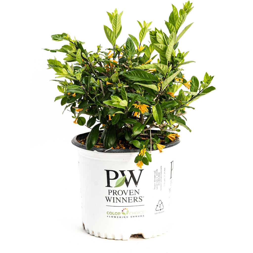 Juiced® Orange Jessamine - Cheeky Garden