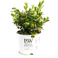 Juiced® Orange Jessamine - Cheeky Garden
