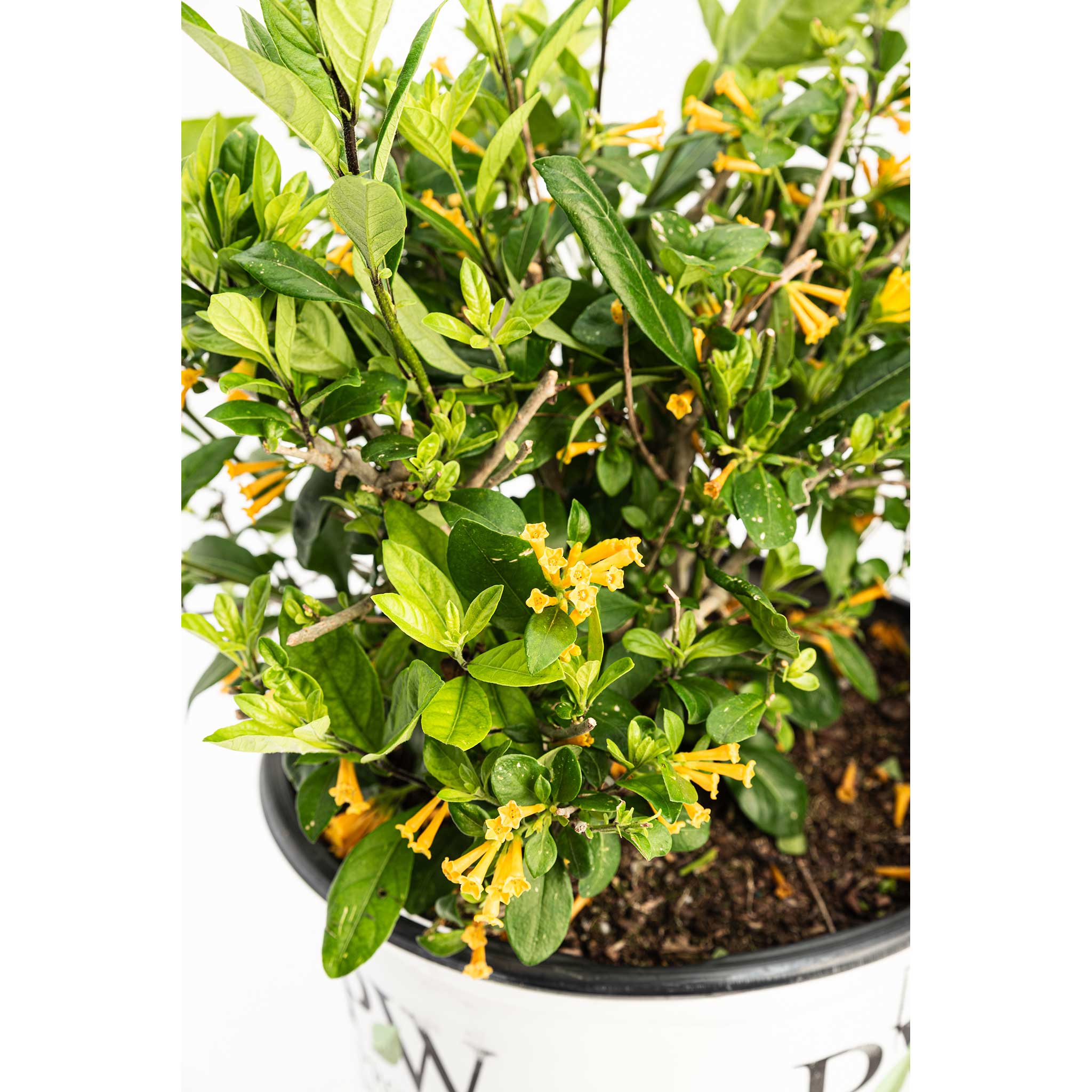 Juiced® Orange Jessamine - Cheeky Garden