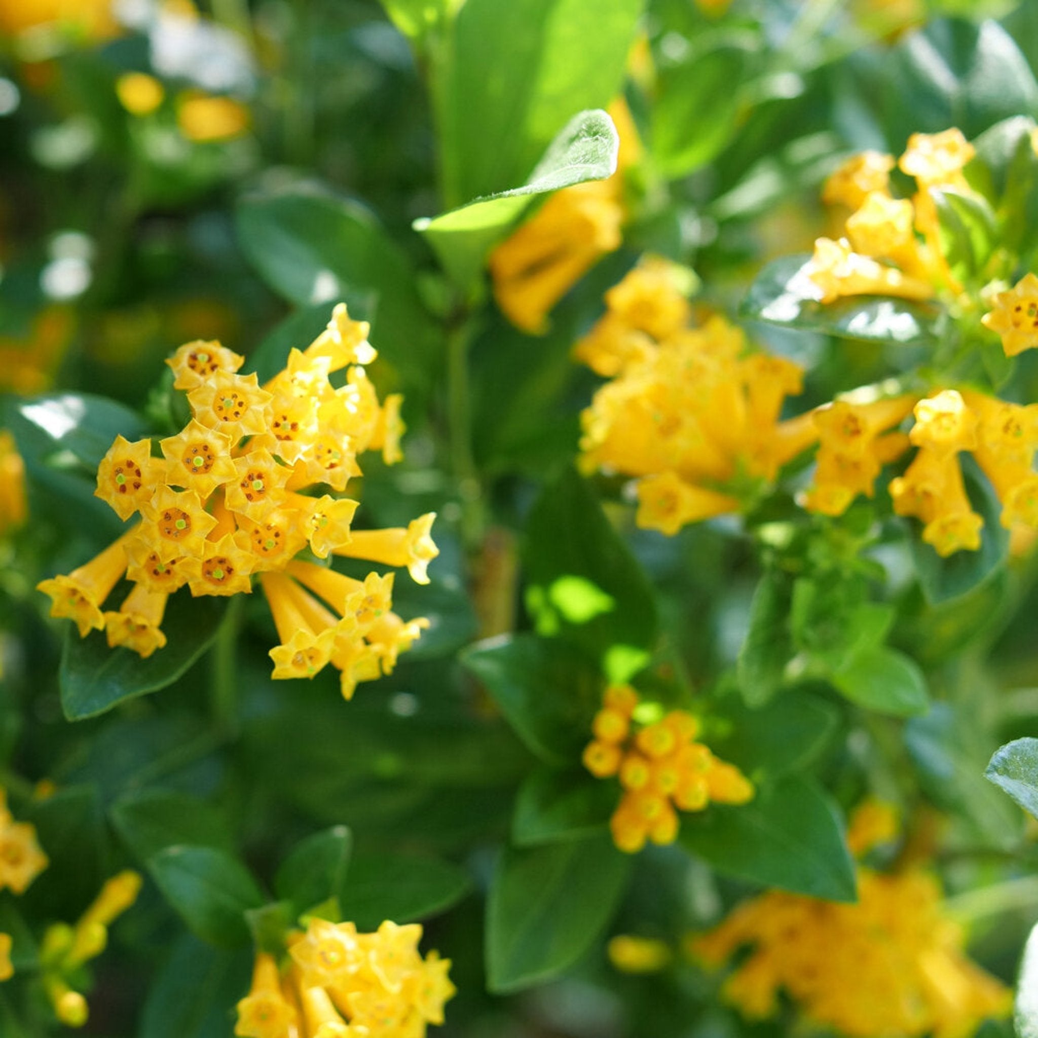 Juiced® Orange Jessamine - Cheeky Garden