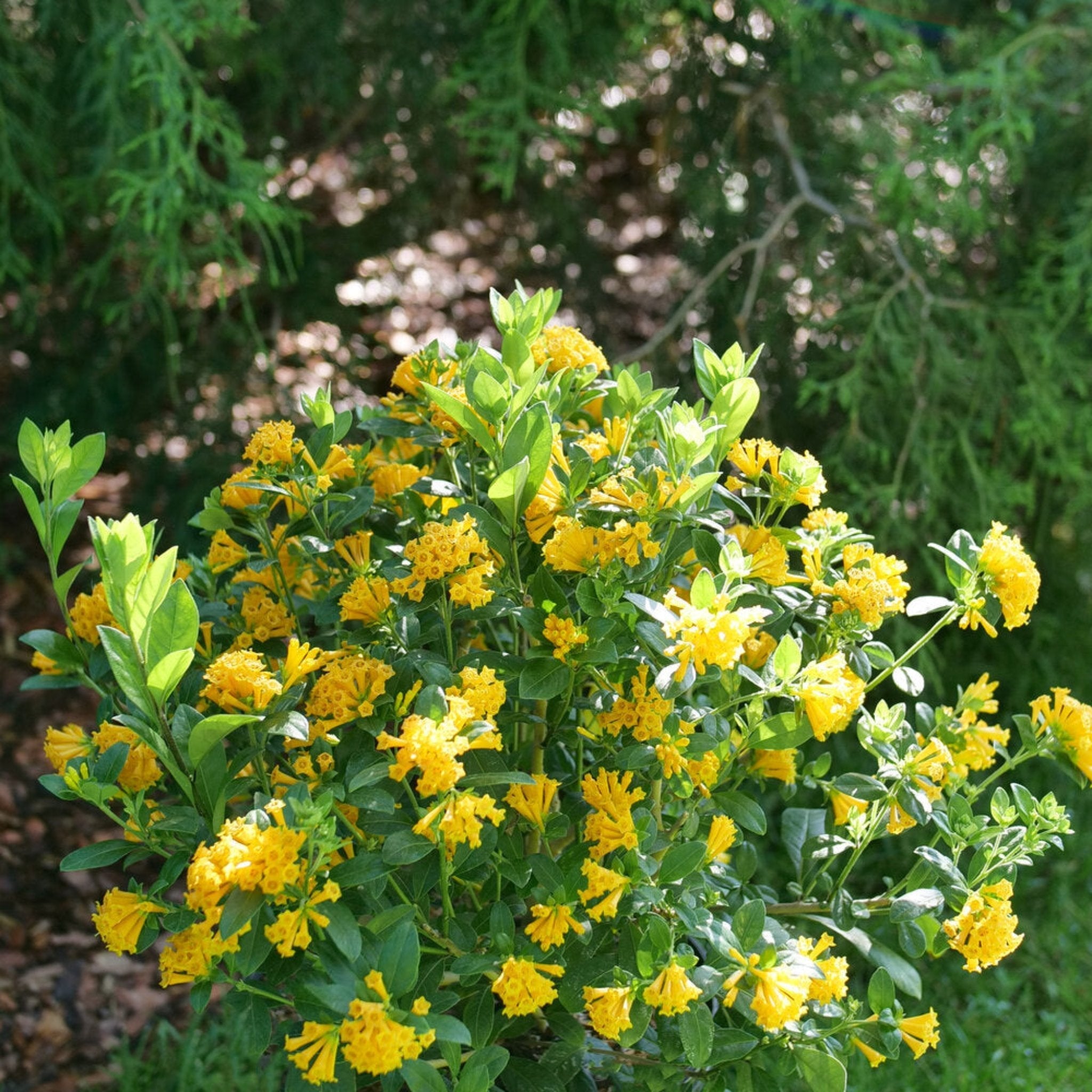 Juiced® Orange Jessamine - Cheeky Garden