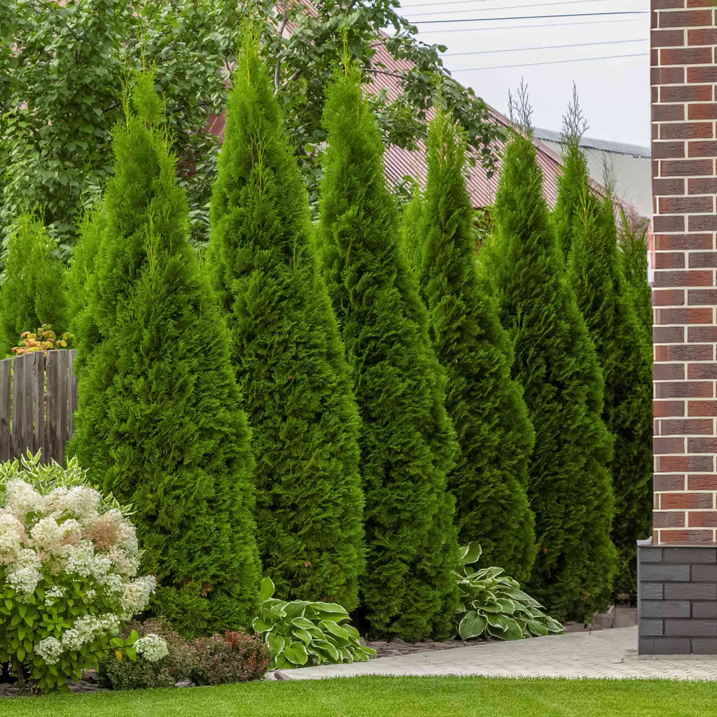 Junior Giant Thuja Tree - Cheeky Garden