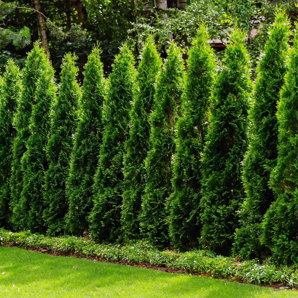 Junior Giant Thuja Tree - Cheeky Garden