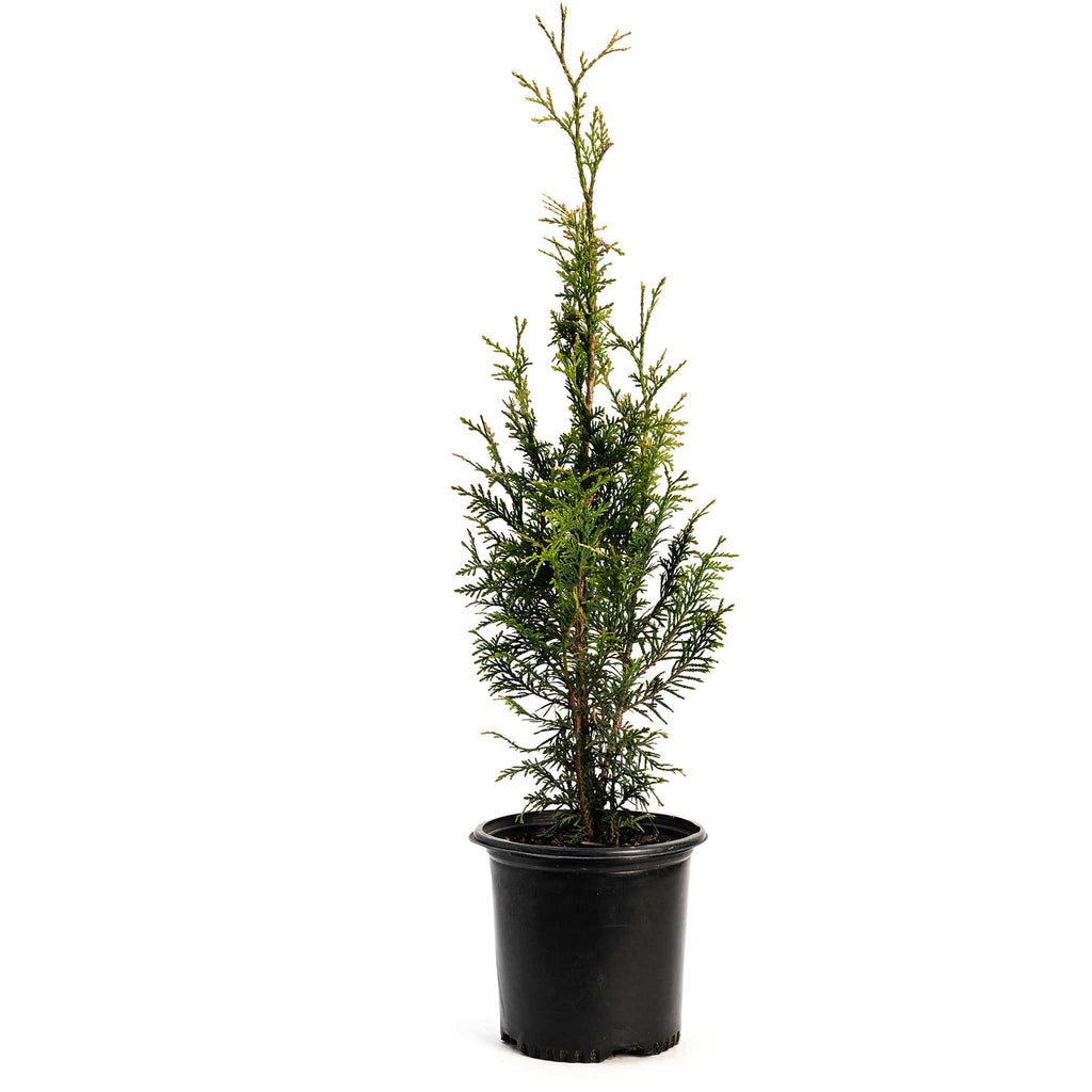 Junior Giant Thuja Tree - Cheeky Garden