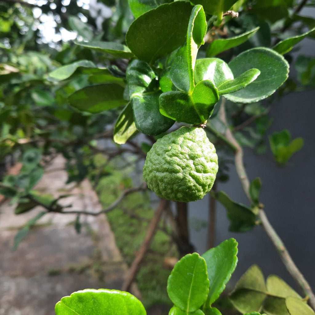 Kaffir Lime Tree - Cheeky Garden