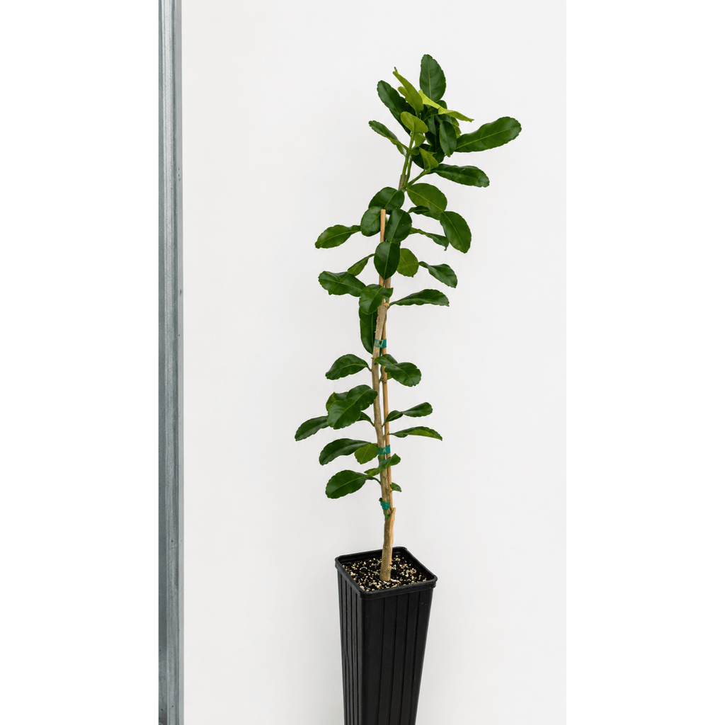 Kaffir Lime Tree - Cheeky Garden