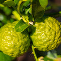 Kaffir Lime Tree - Cheeky Garden