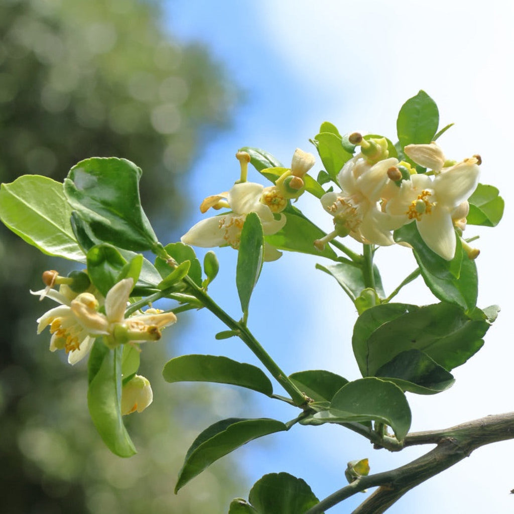 Kaffir Lime Tree - Cheeky Garden
