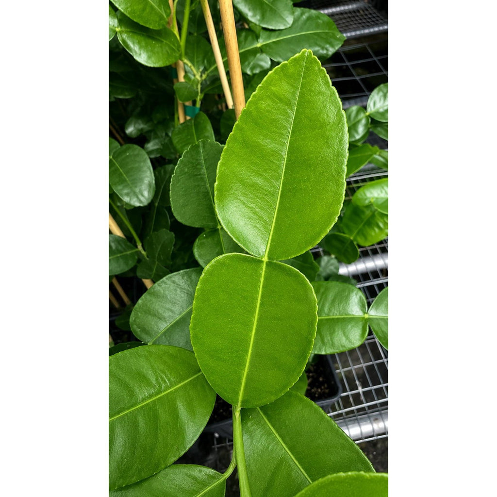 Kaffir Lime Tree - Cheeky Garden
