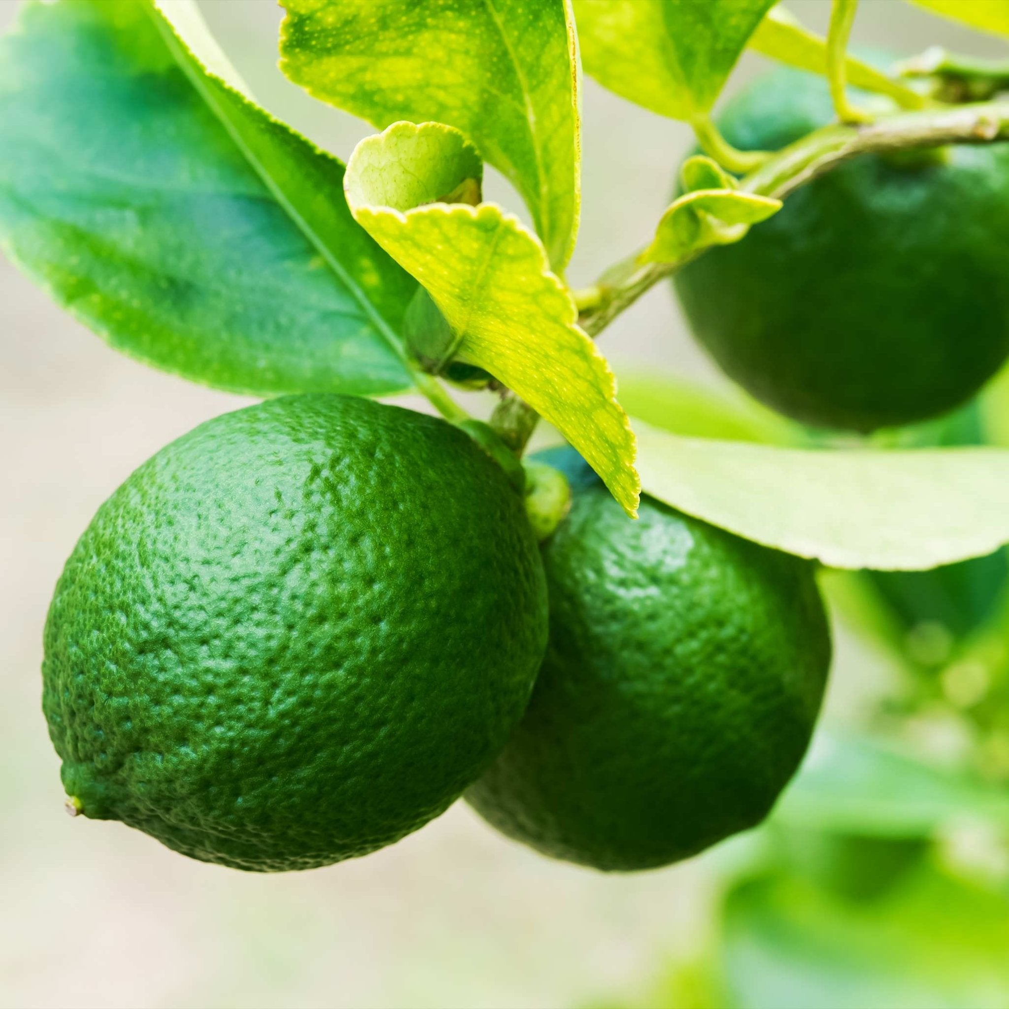 Key Lime Bush - Cheeky Garden