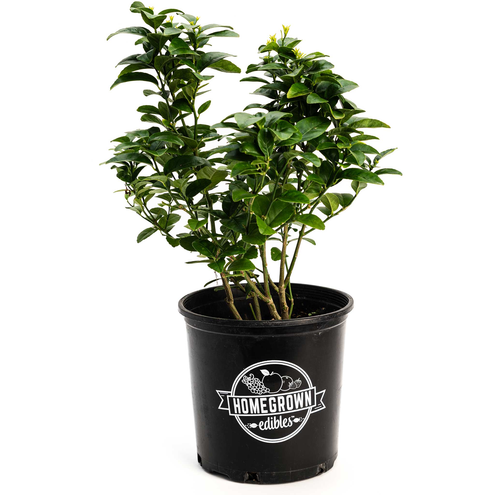 Key Lime Bush - Cheeky Garden